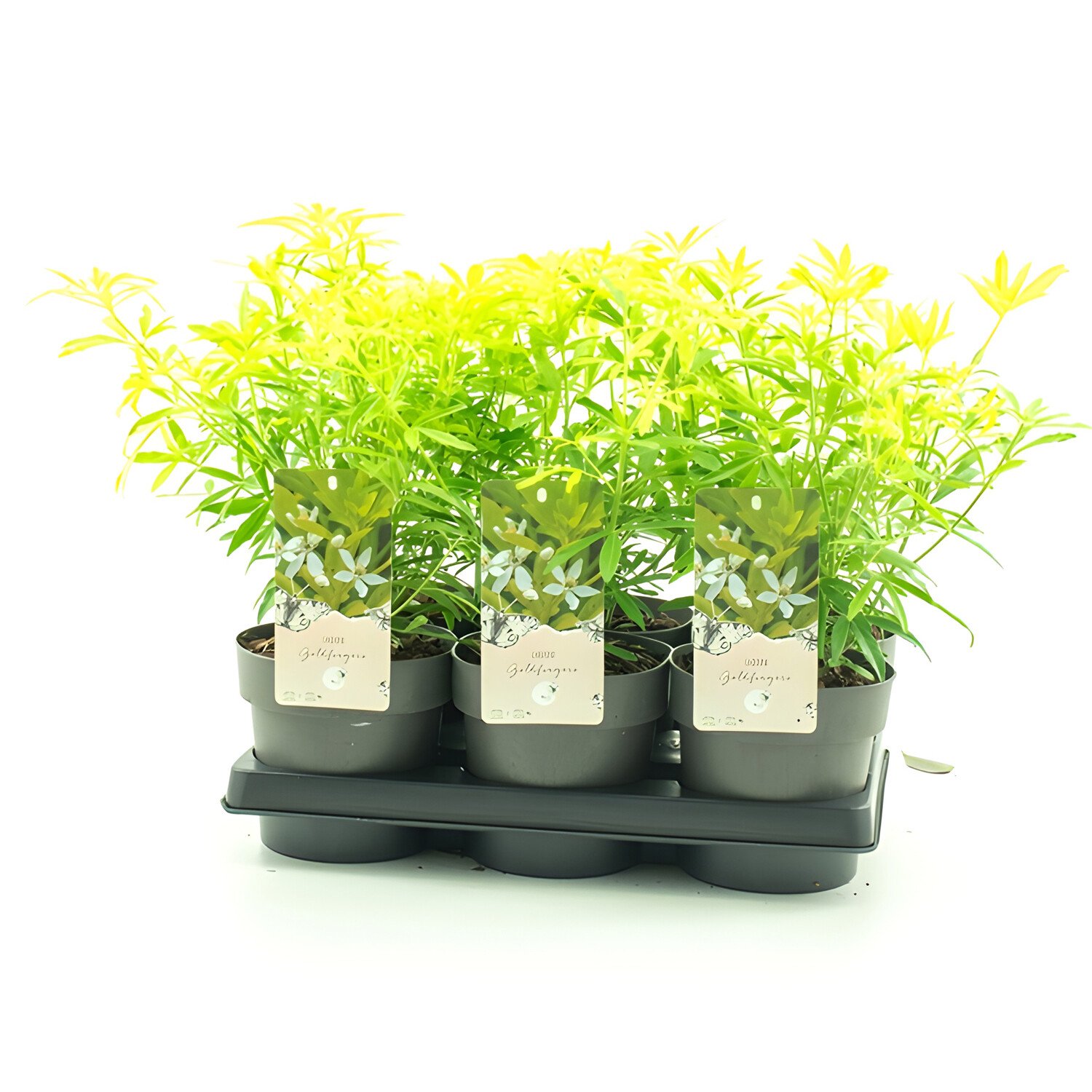 Choisya Goldfingers 15cm - Green Image