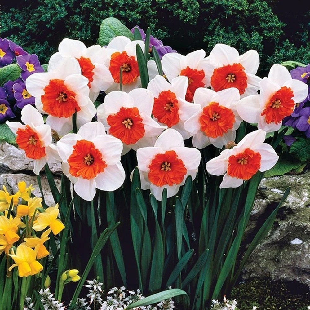 Thompson and Morgan Daffodil Ultimate Collection Planting Bulb 56 Pack Image 5