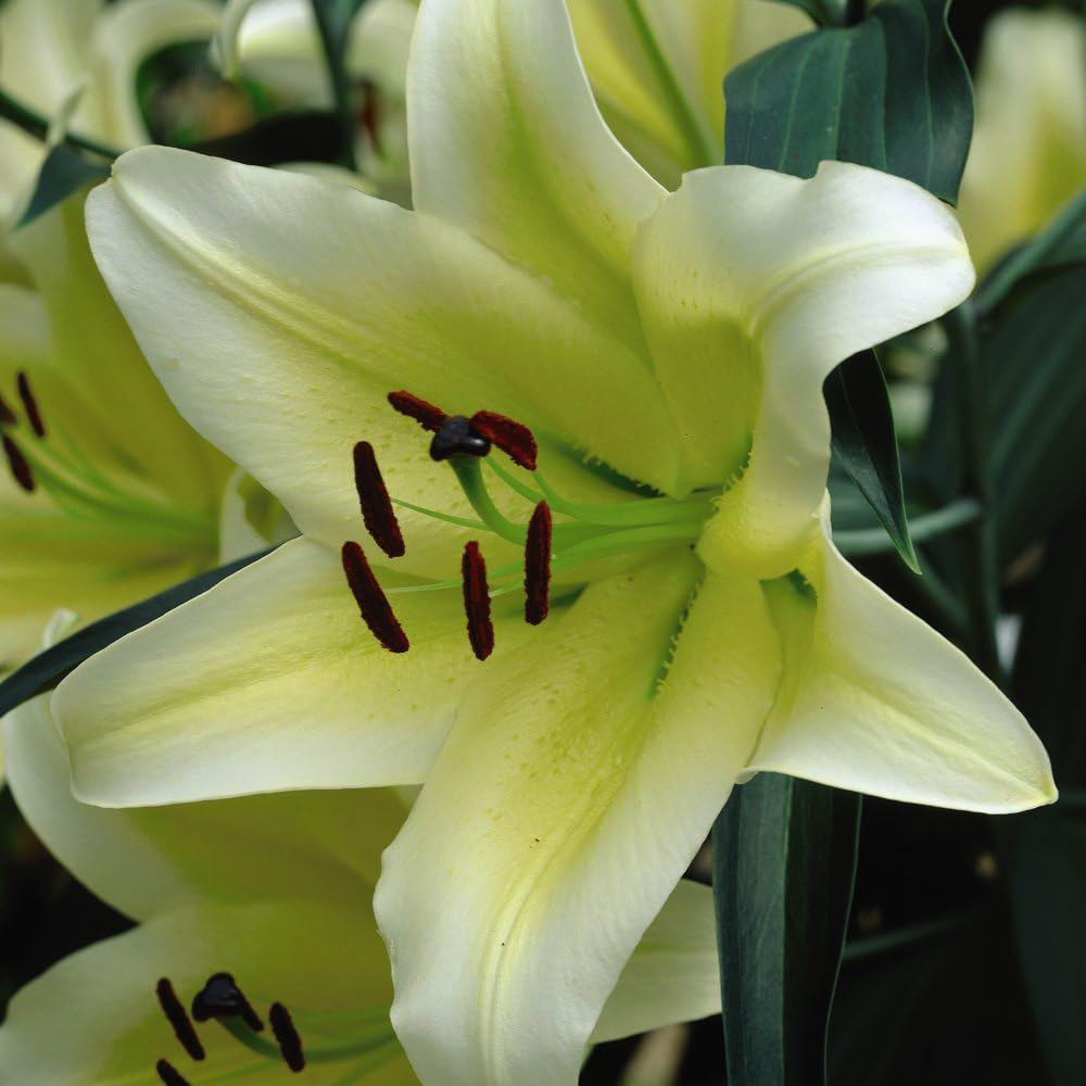 Thompson & Morgan Tree Lily Yellow Rocket Planting Bulb 3 Pack Image 3