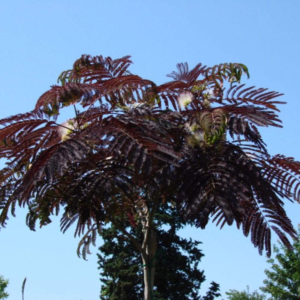 Thompson and Morgan Albizia Julibrissin Summer Chocolate Plant Pot 10L Image 2