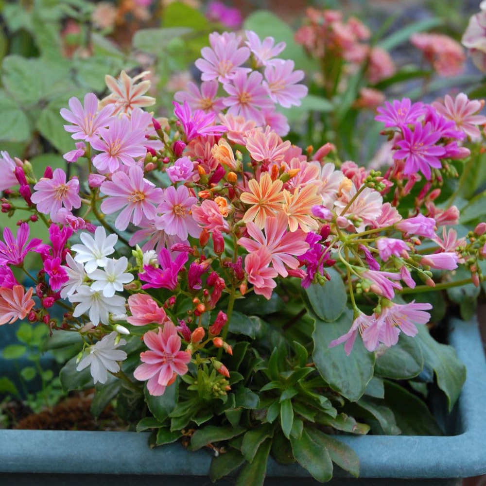 Thompson and Morgan Lewisia Elise Mix Seed Packet Image 2