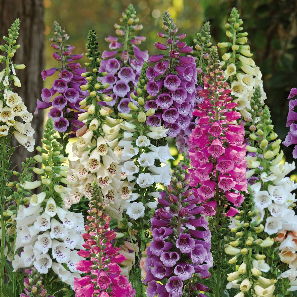 Thompson and Morgan Foxglove Digitalis Dalmatian Mixed Plant Plug 72 Pack Image 1