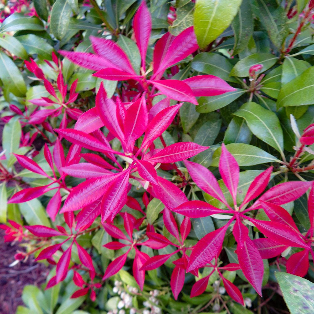 YouGarden Pieris Collection Plant Pot 9cm 3 Pack Image 3