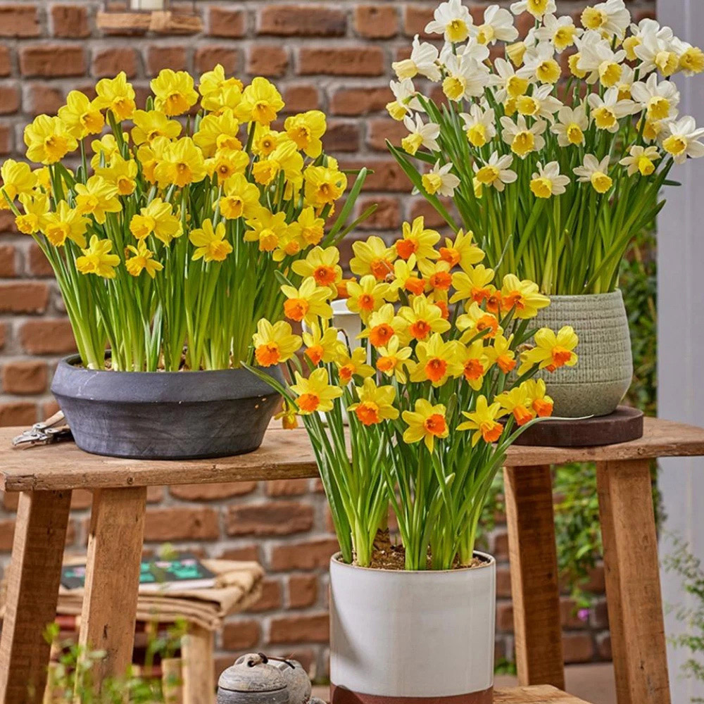 Thompson and Morgan Daffodil Container Collection Planting Bulb 24 Pack Image 2
