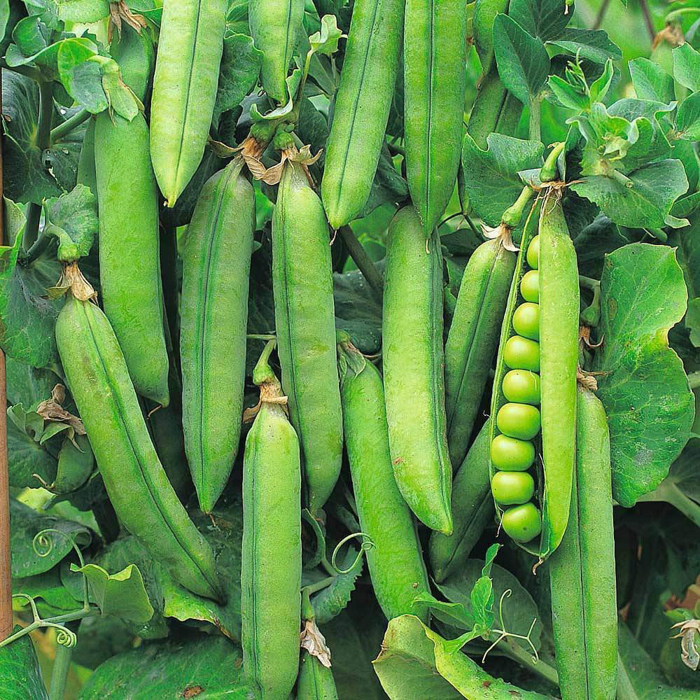 Thompson and Morgan Pea Rondo Seeds Image