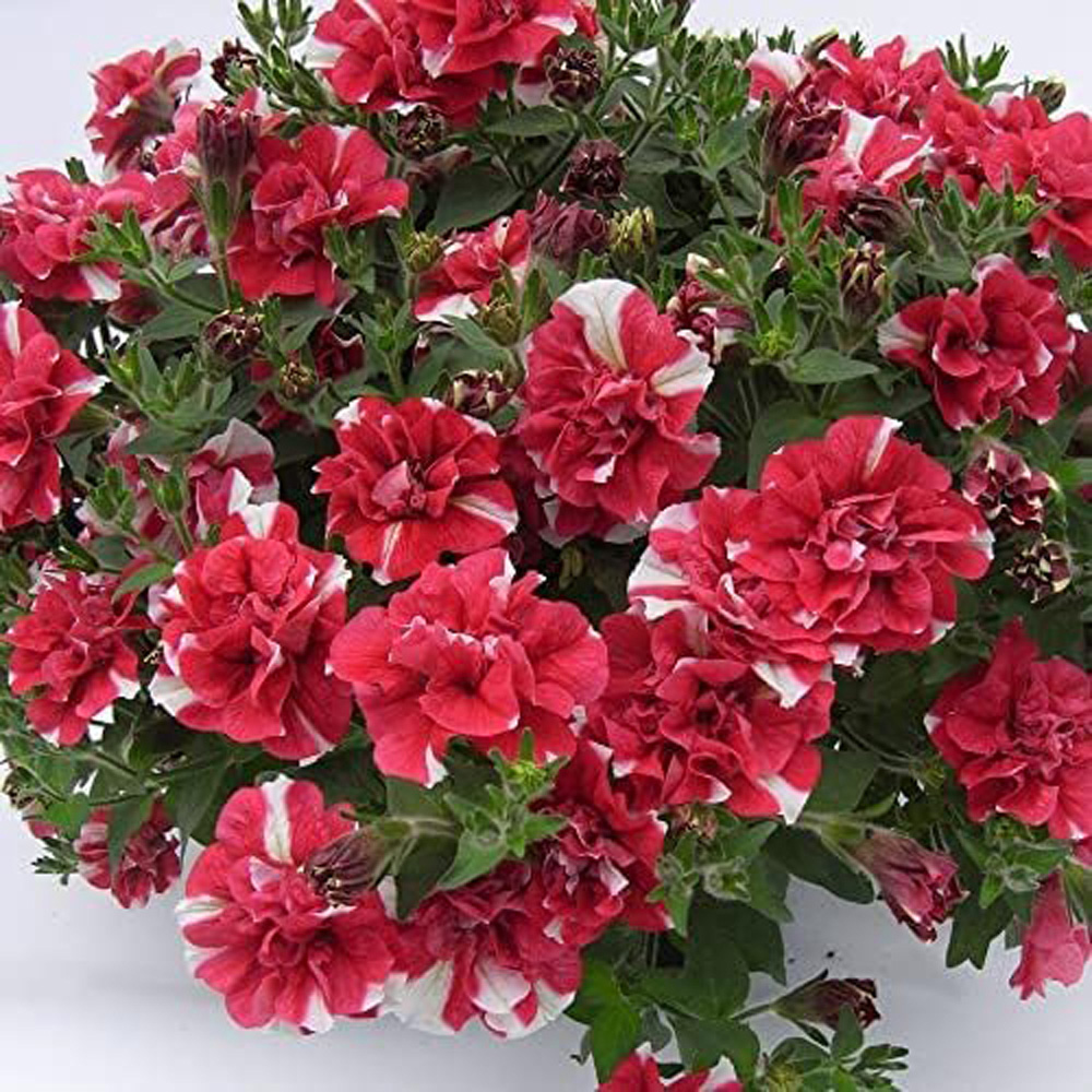 Thompson and Morgan Petunia Cherry Ripple Preplanted Basket 25cm Image 6