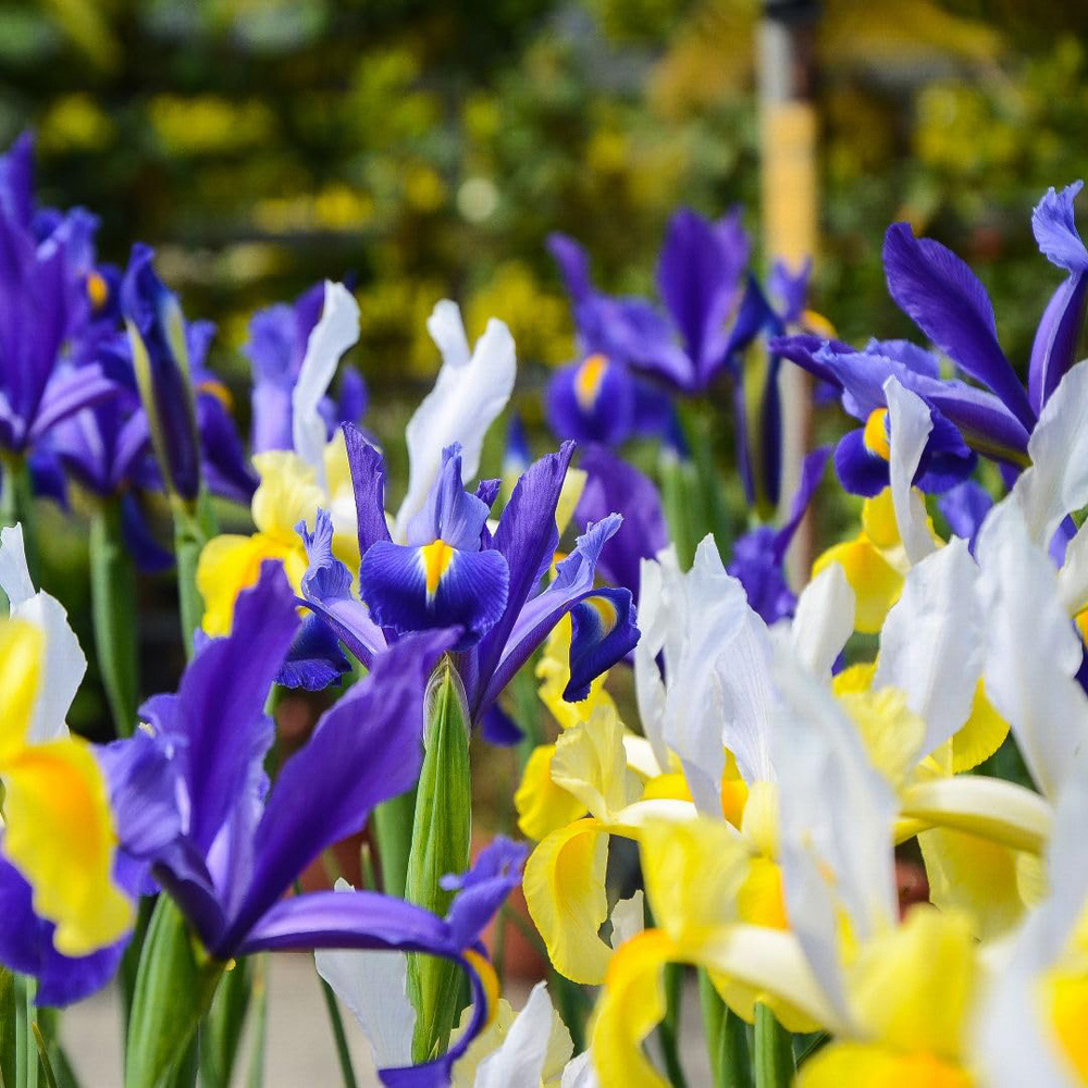 Thompson and Morgan Iris Bulbs Hollandica Mix Bulbs 40 Pack Image 1