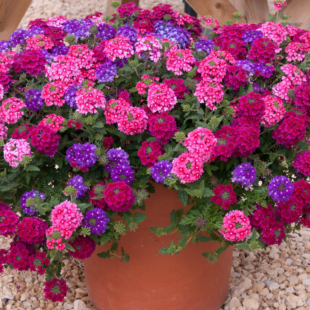 YouGarden Preplanted Trixi Wild Berries Patio Pot 32cm 2 Pack Image 2