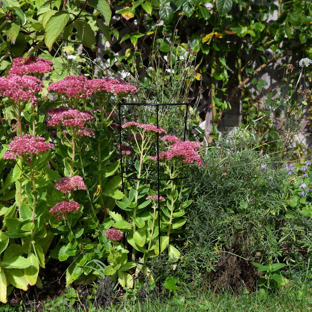 Garden Gear Medium Conical Plant Support 50cm 5 Pack Image 2