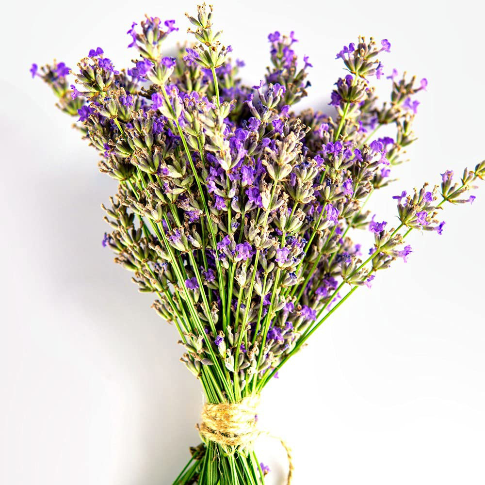 Thompson and Morgan Lavender Hidcote Jumbo Plugs 9 Pack Image 2