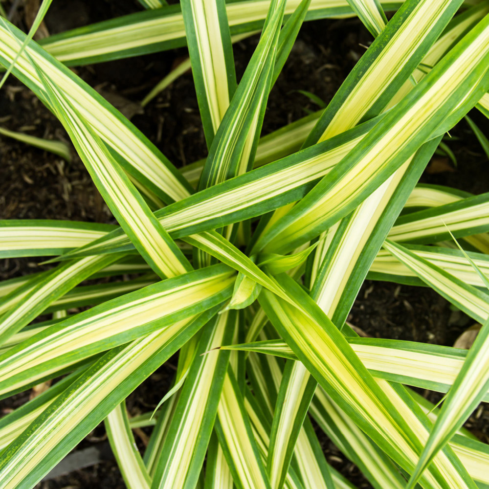 YouGarden Japanese Sedge Grass Carex Evergold Plant Pot 9cm 3 Pack Image 3