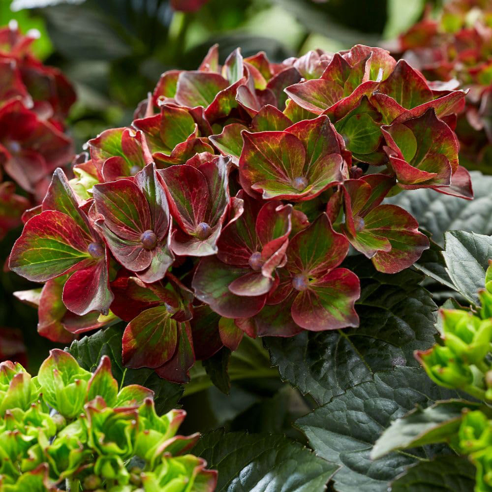 Thompson and Morgan Hydrangea Black Knight Plant Pot 2L 2 Pack Image 3