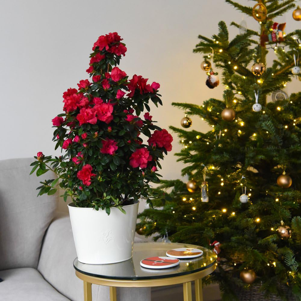 Thompson and Morgan Christmas Gift Azalea Red Pyramid Tree Plant Pot 17cm Image 2