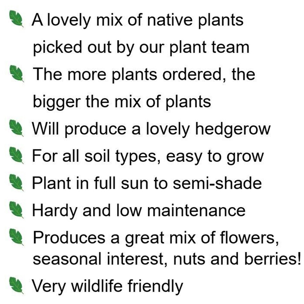 Inspirational Gifting Mixed Bare Root Sapling 2-3ft 20 Pack Image 7