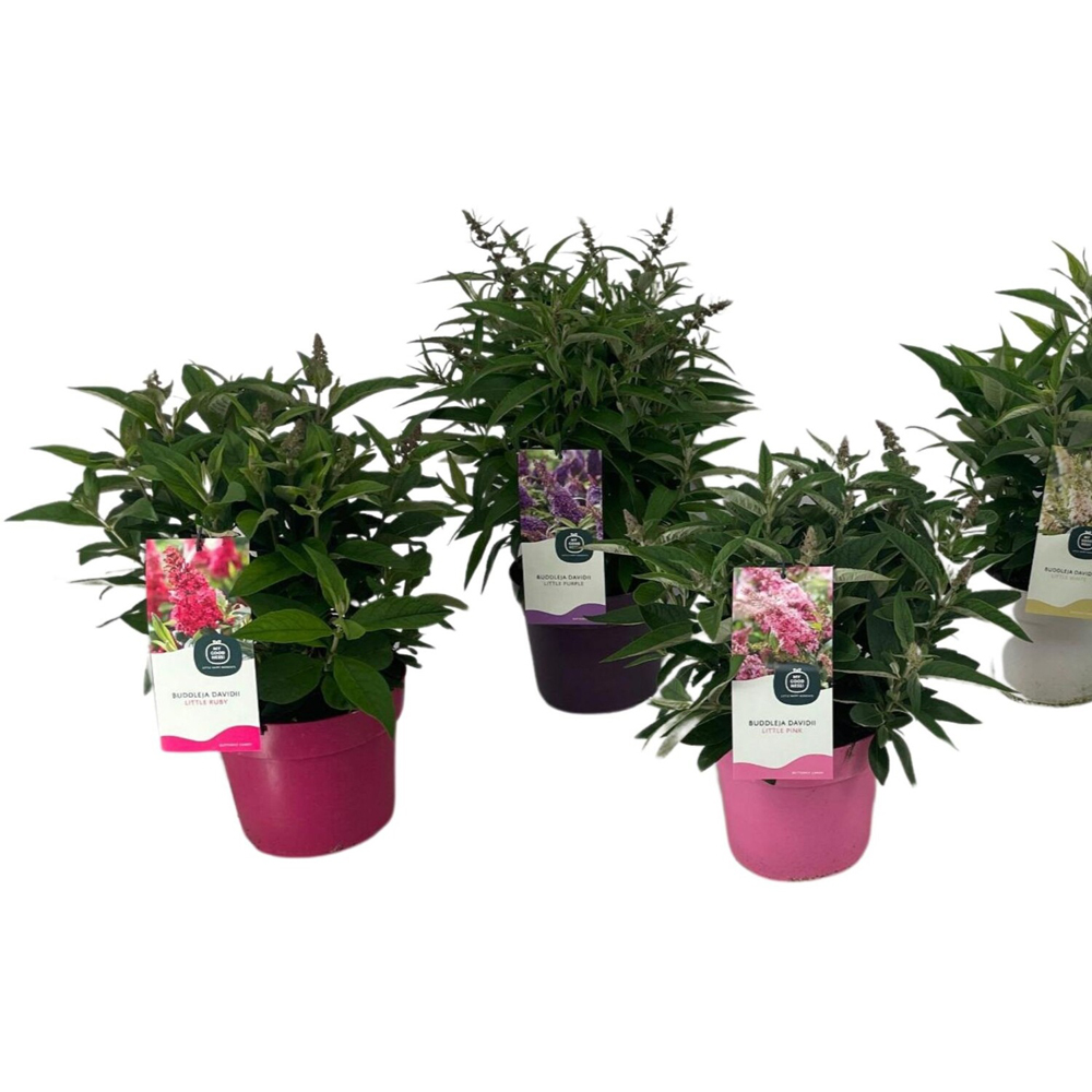 Buddleja Davidii Little Butterfly Candy Plant Image 3