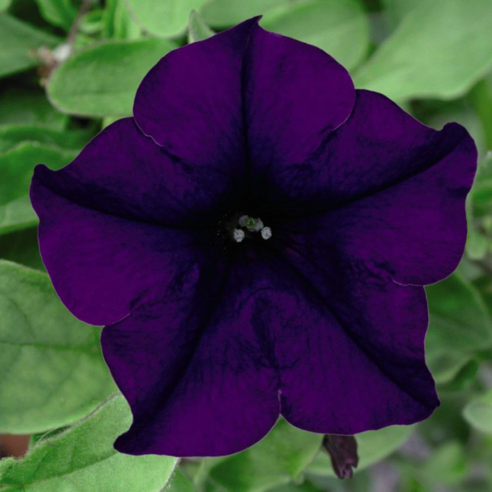 Thompson and Morgan Petunia Blue Trailing Surfinia Postiplug Plant 10 Pack Image 1