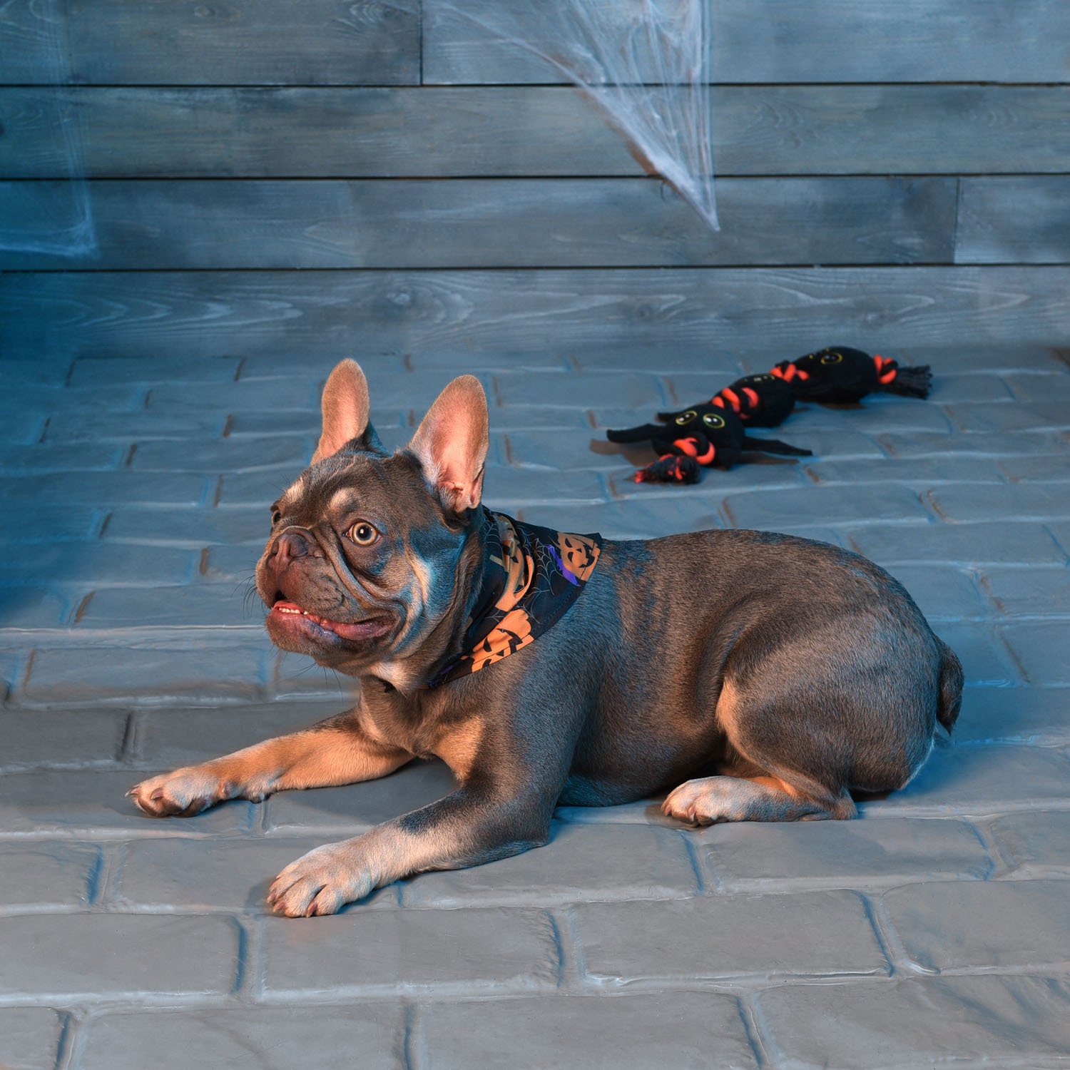 Spooky Pet Bandana - Black Image 3