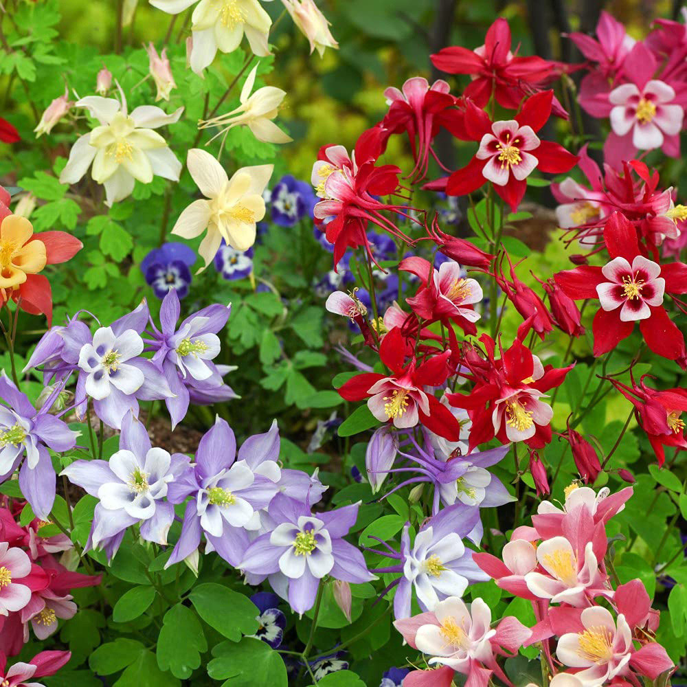 Thompson and Morgan Aquilegia Mrs Scott Elliott Plug 24 Pack Image 3