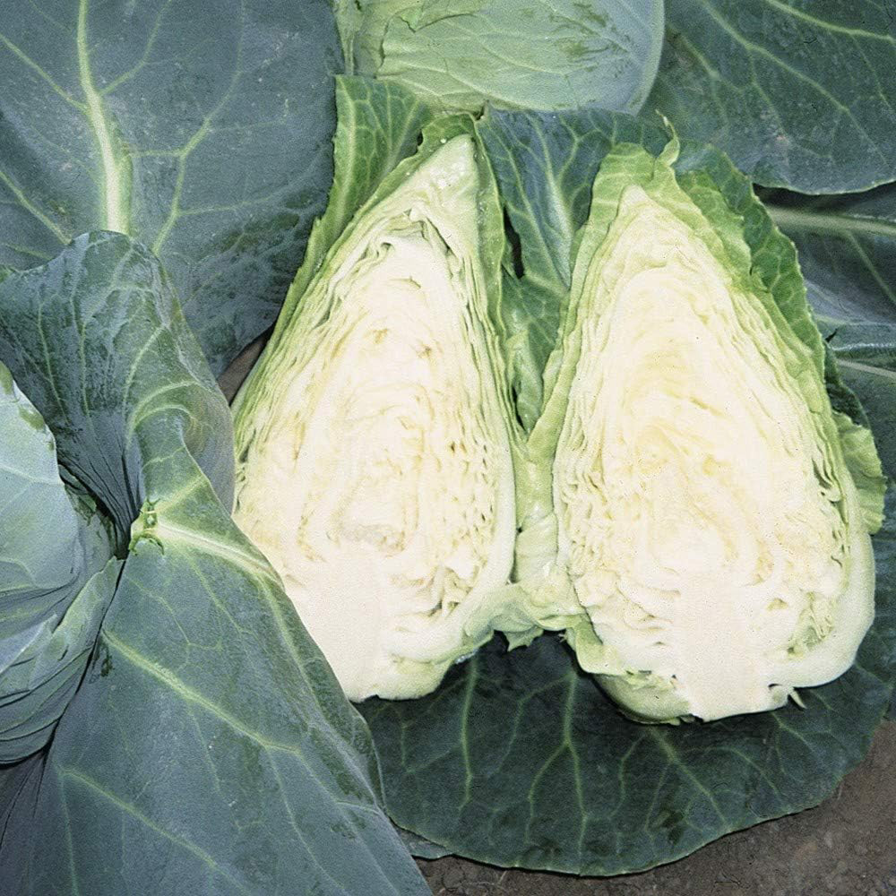 Thompson and Morgan Cabbage Caramba F1 Hybrid Seeds Image 2