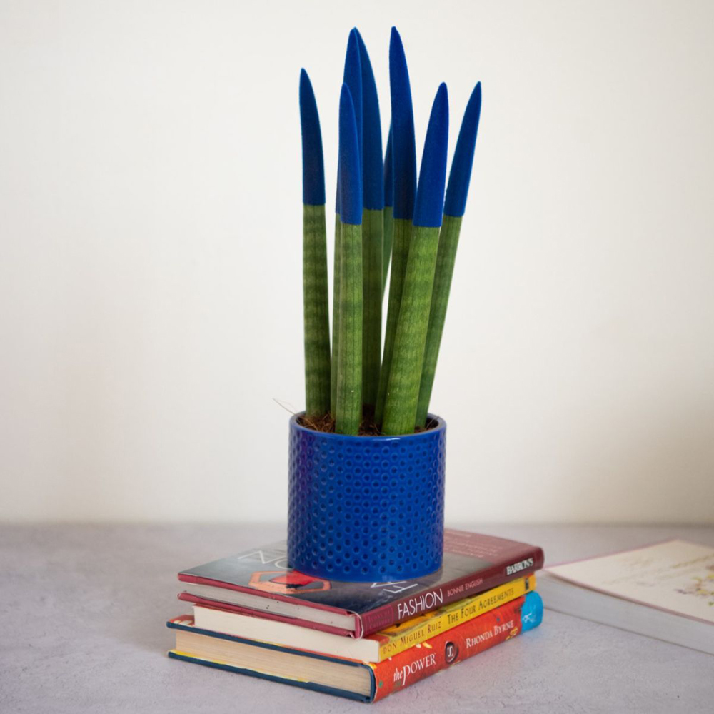 Thompson and Morgan Sansevieria Cylindrica Plant in Ceramic Pot 9cm 3 Pack Image 2