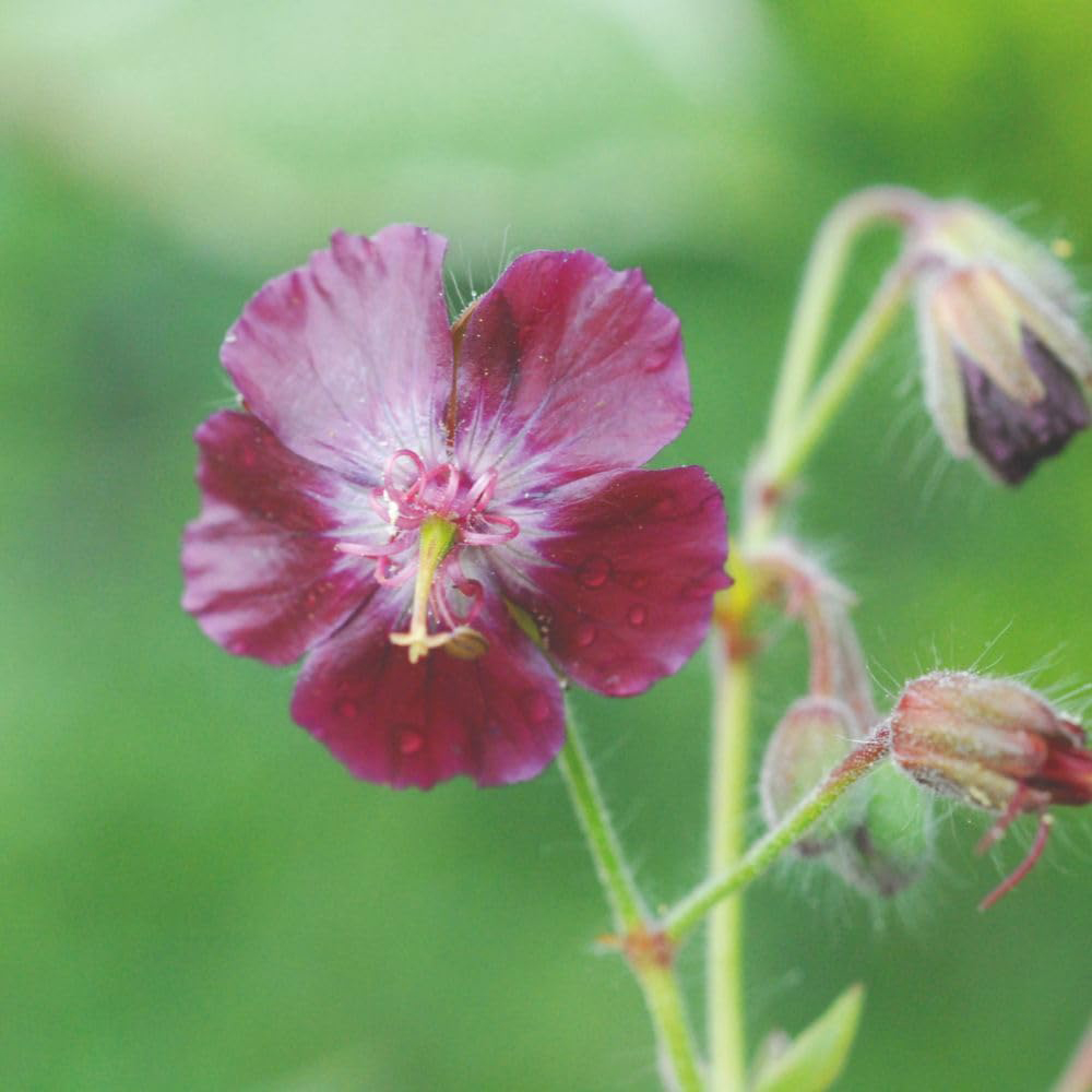 Thompson and Morgan Geranium Phaeum Samabor Plant Pot 1L Image 1