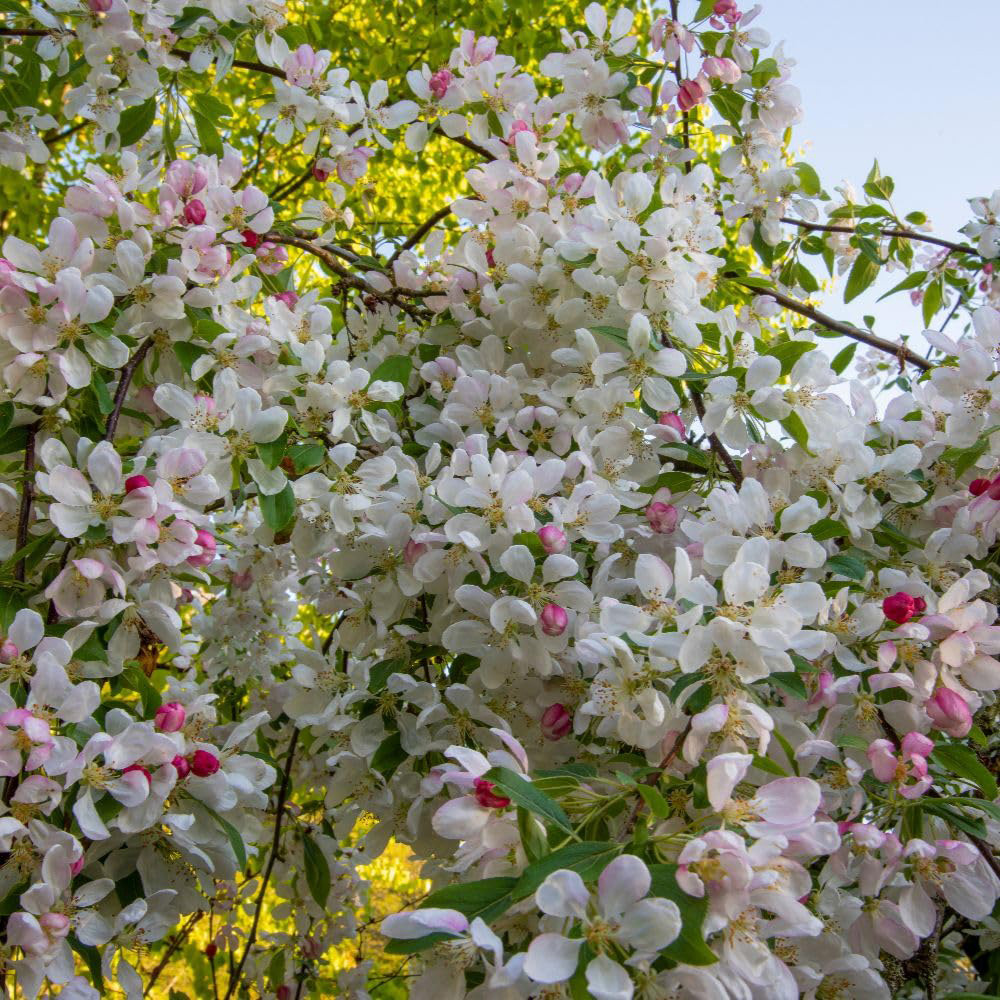 Thompson and Morgan Malus Crab Apple Sun Rival MM106 Rootstock Bare Root Tree 2 Pack Image 2