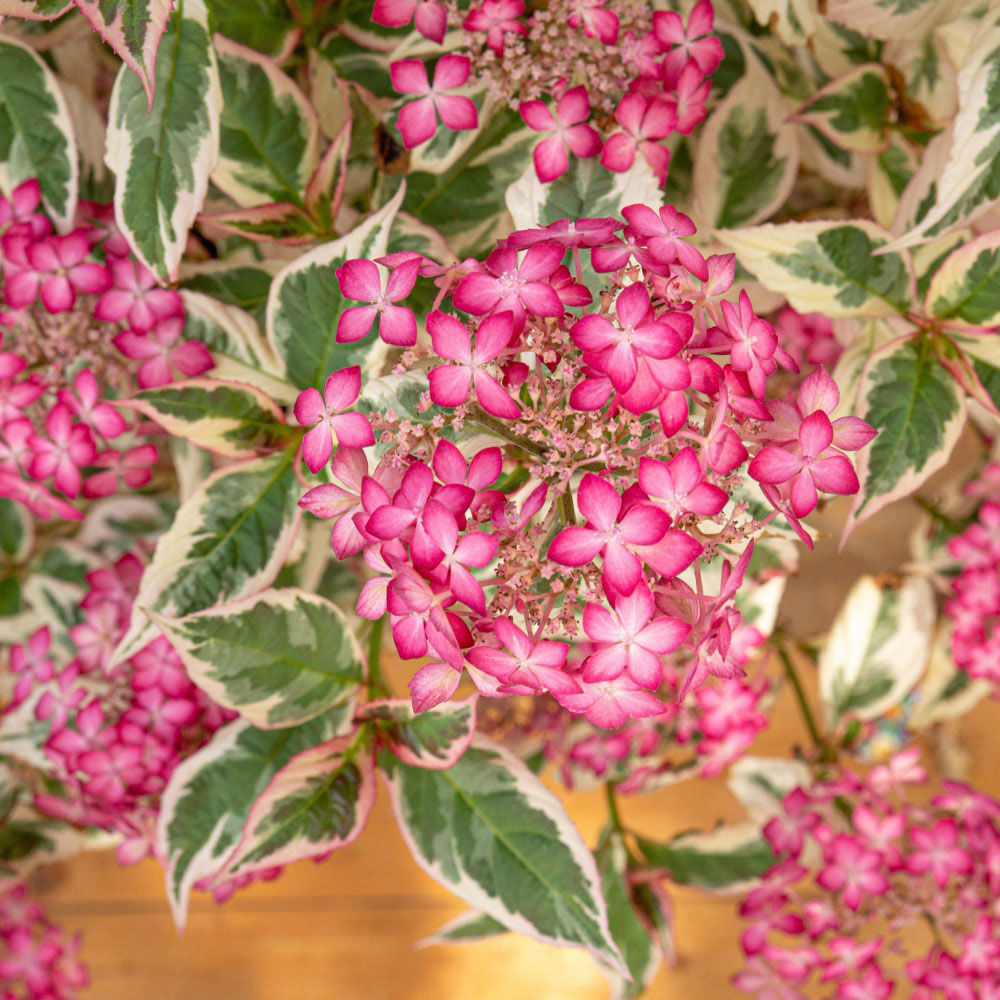 Thompson and Morgan Hydrangea Euphoria Pink Plant Pot 3L 2 Pack Image 1