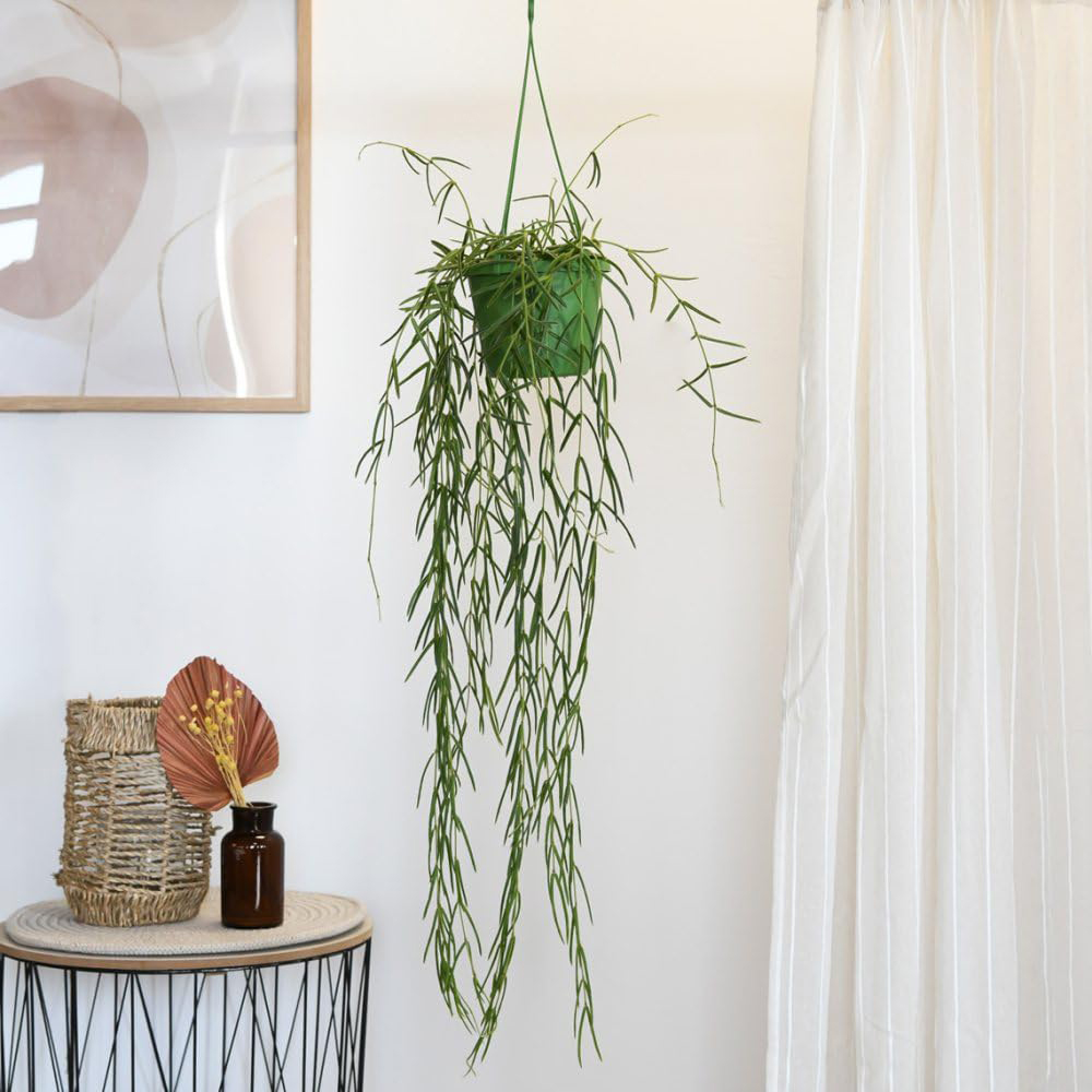 Thompson and Morgan Hoya Linearis Hanging Basket 12cm 2 Pack Image 4