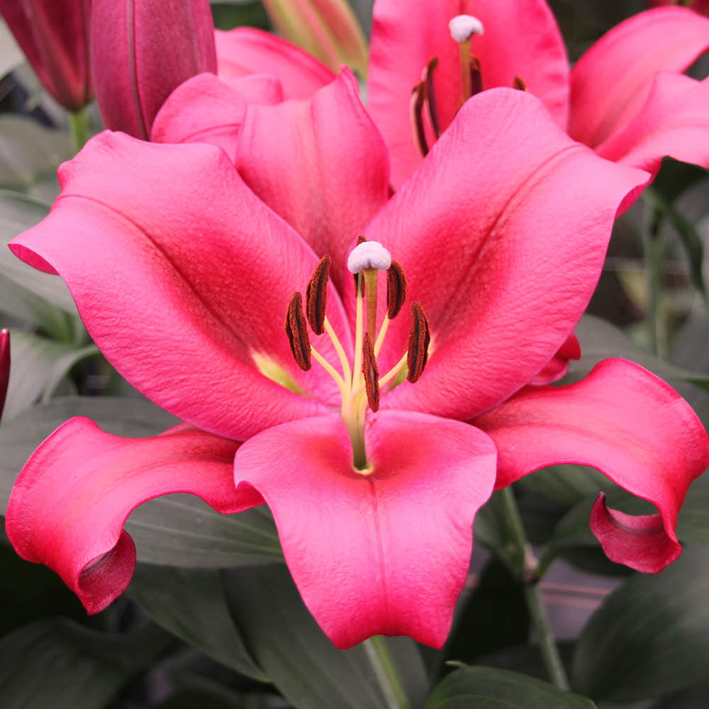YouGarden Skyscraper Palazzo Lily Bulb 3 Pack Image 1