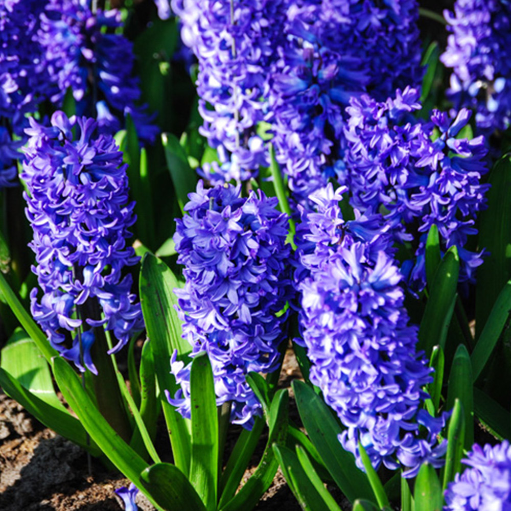 wilko Blue Hyacinths Planting Bulb 10 Pack Image 2