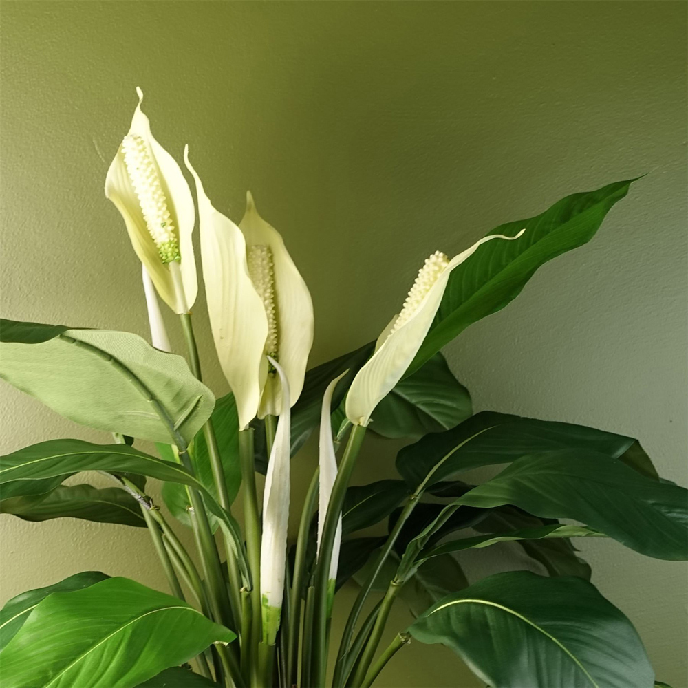 Botanik Lily Peace White Spathiphyllum Artificial Plant in Pot 48cm Image 5