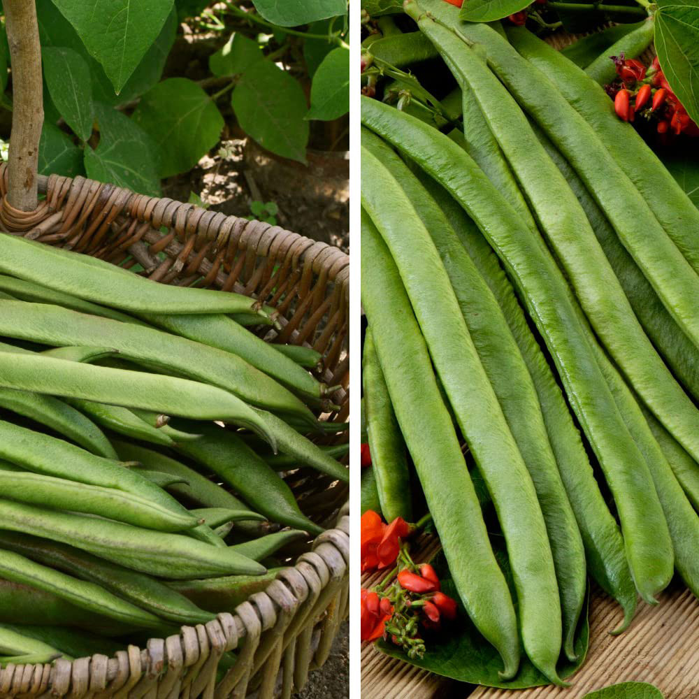 Thompson and Morgan Bean Runner Duo Mixed Multi Sown Garden Ready Plant 15 Pack Image 1
