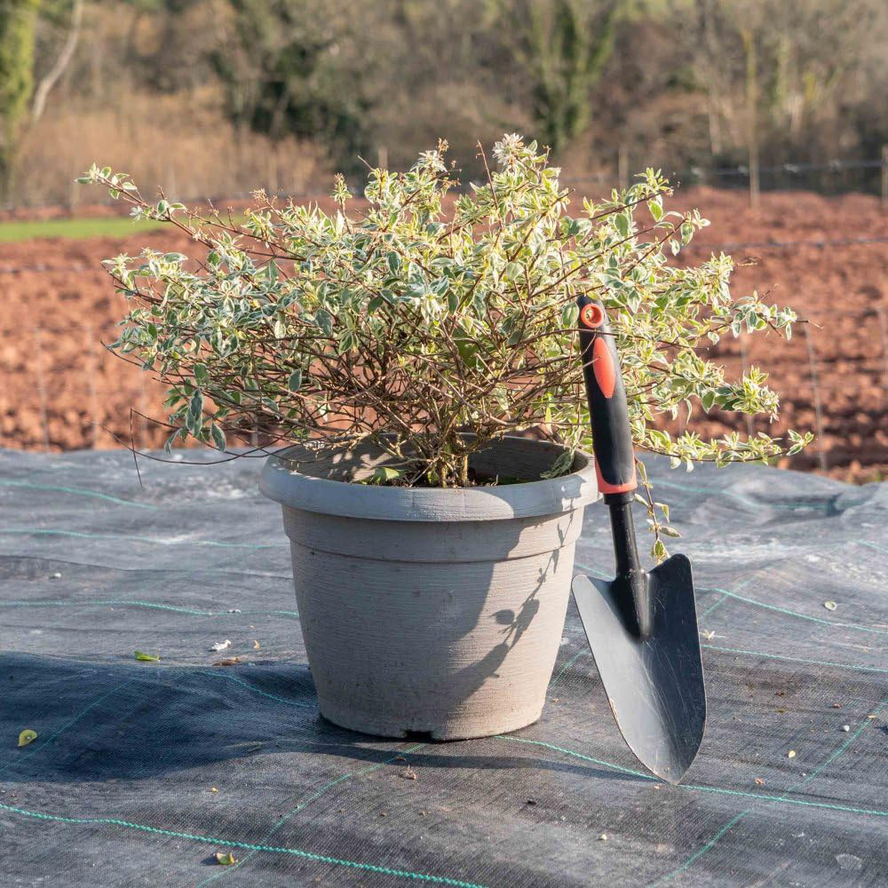Thompson and Morgan Abelia Grandiflora Sparkling Silver Plant Pot 3L Image 3