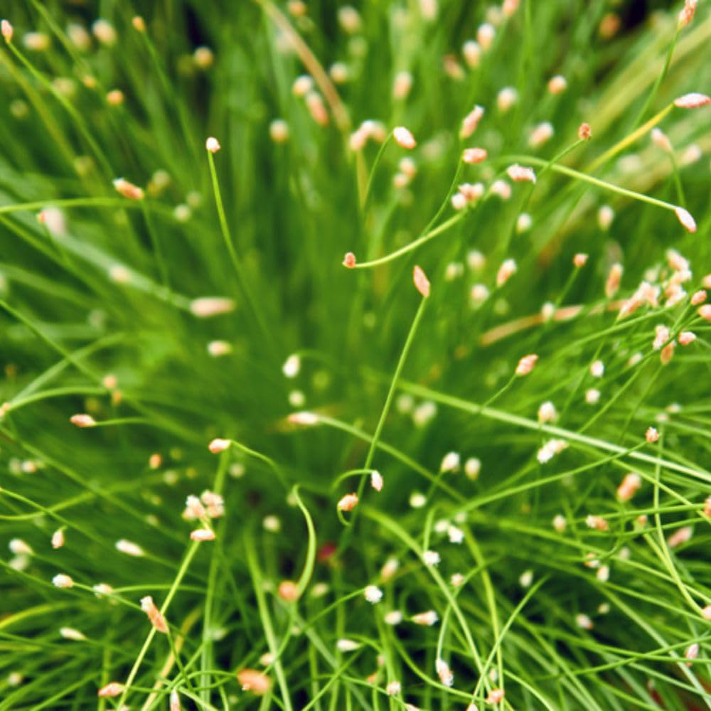 Thompson and Morgan Scirpus Isolepsis Plant Basket 11cm Image 7