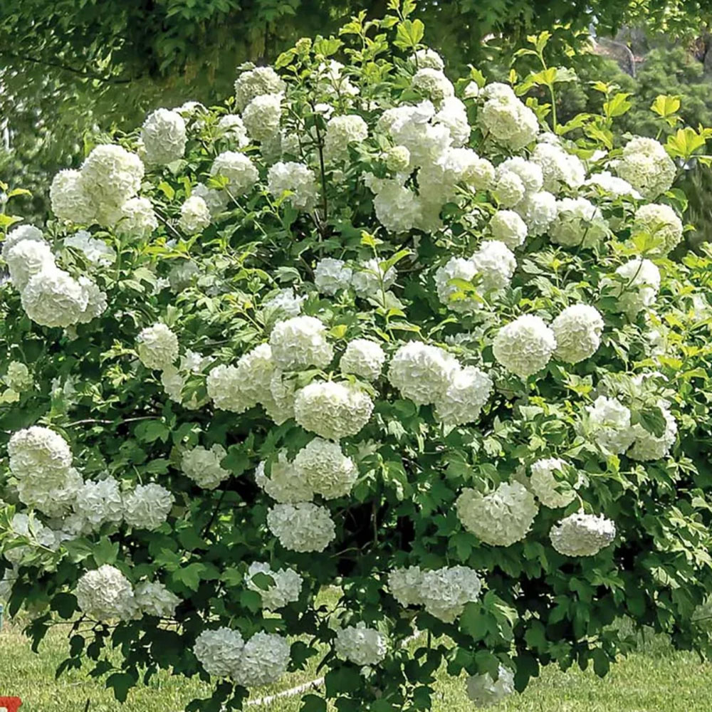 Thompson and Morgan Viburnum Opulus Snowball Shrub Plant Pot 9cm 3 Pack Image 1
