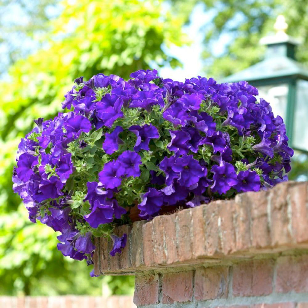 Thompson and Morgan Petunia Blue Trailing Surfinia Postiplug Plant 10 Pack Image 2
