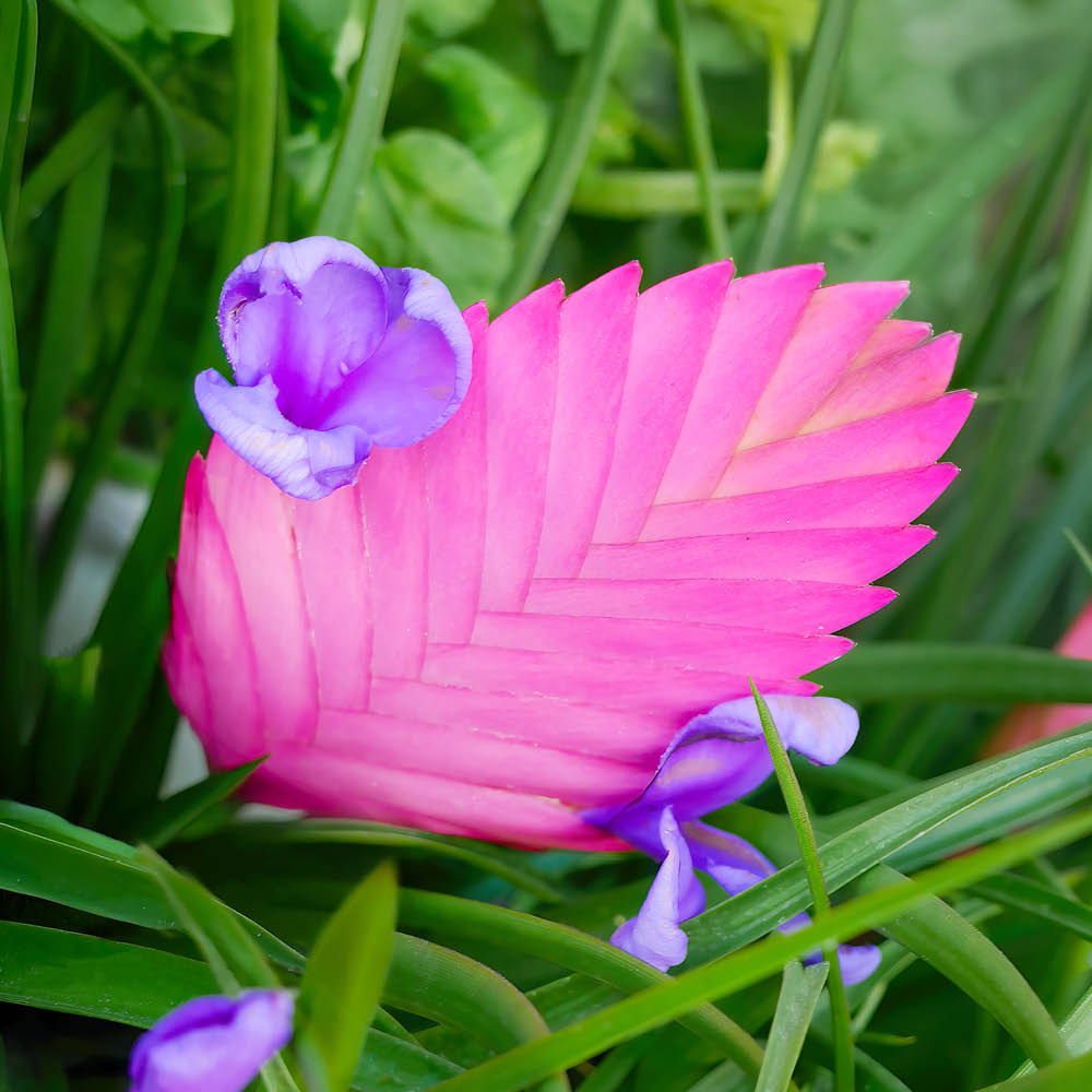 YouGarden Bromeliad Pink Quill Tillandsia Cyanea Vincent Plant Pot 9cm Image 2