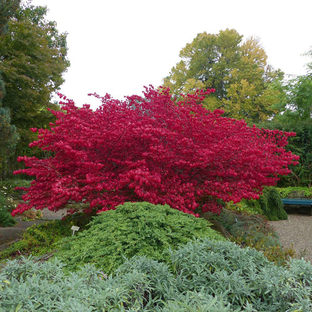 Thompson and Morgan Euonymus Alatus Winged Spindle Potted Plant 9cm 3 Pack Image 2