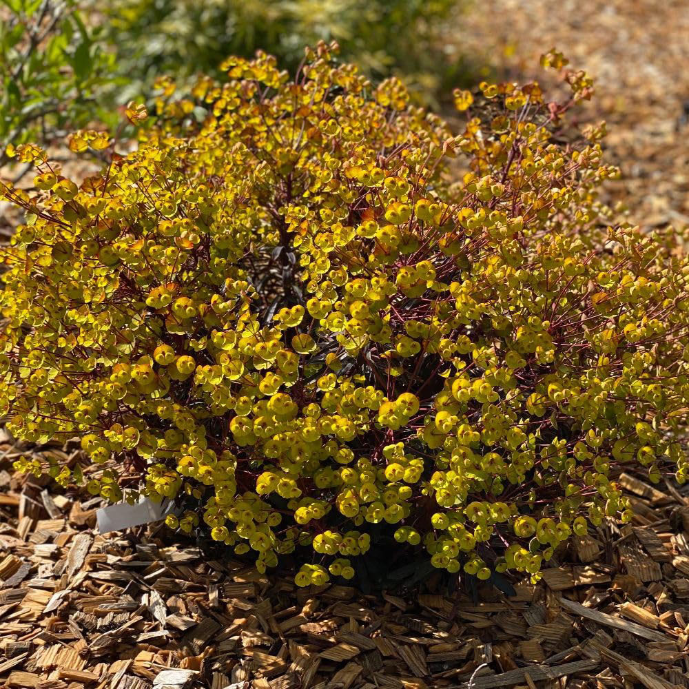 Thompson and Morgan Euphorbia Amygdaloides Miners Merlot Plant Pot 3L Image 2