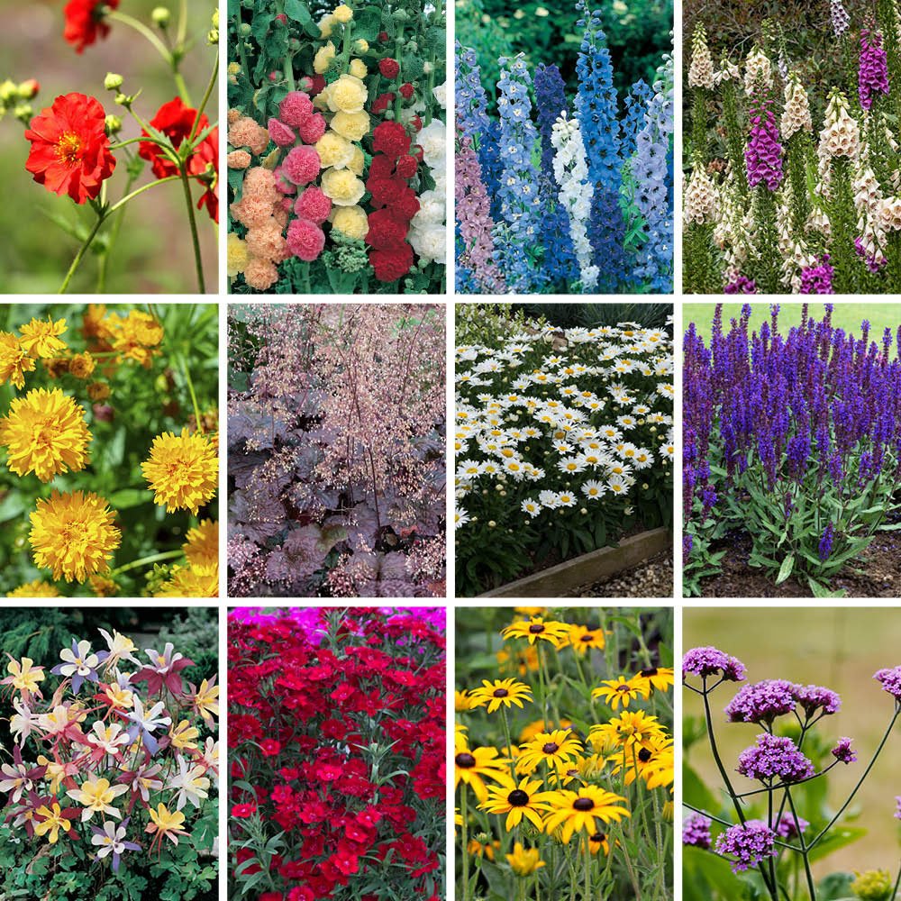 YouGarden Hardy Garden Perennial Collection Plug 24 Pack Image 1