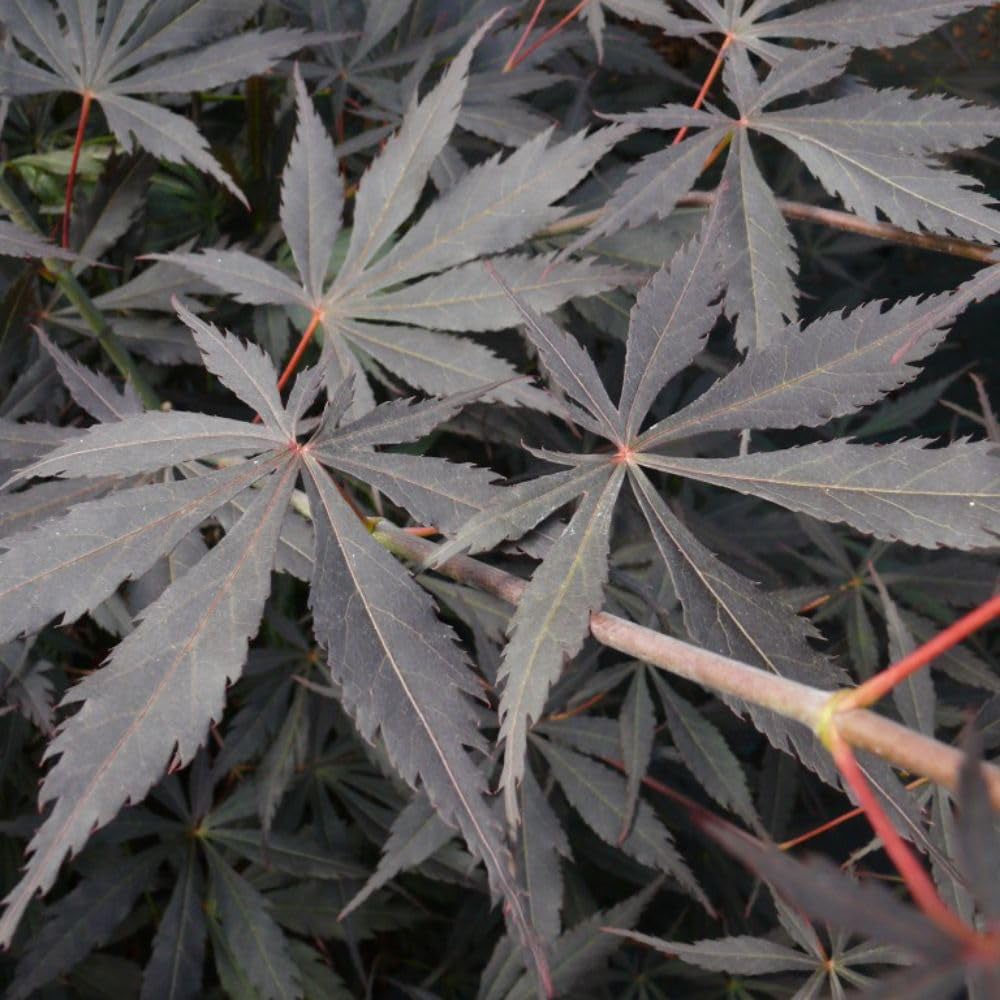 Thompson and Morgan Acer Palmatum Sumi Nagashi Plant Pot 3L Image 2