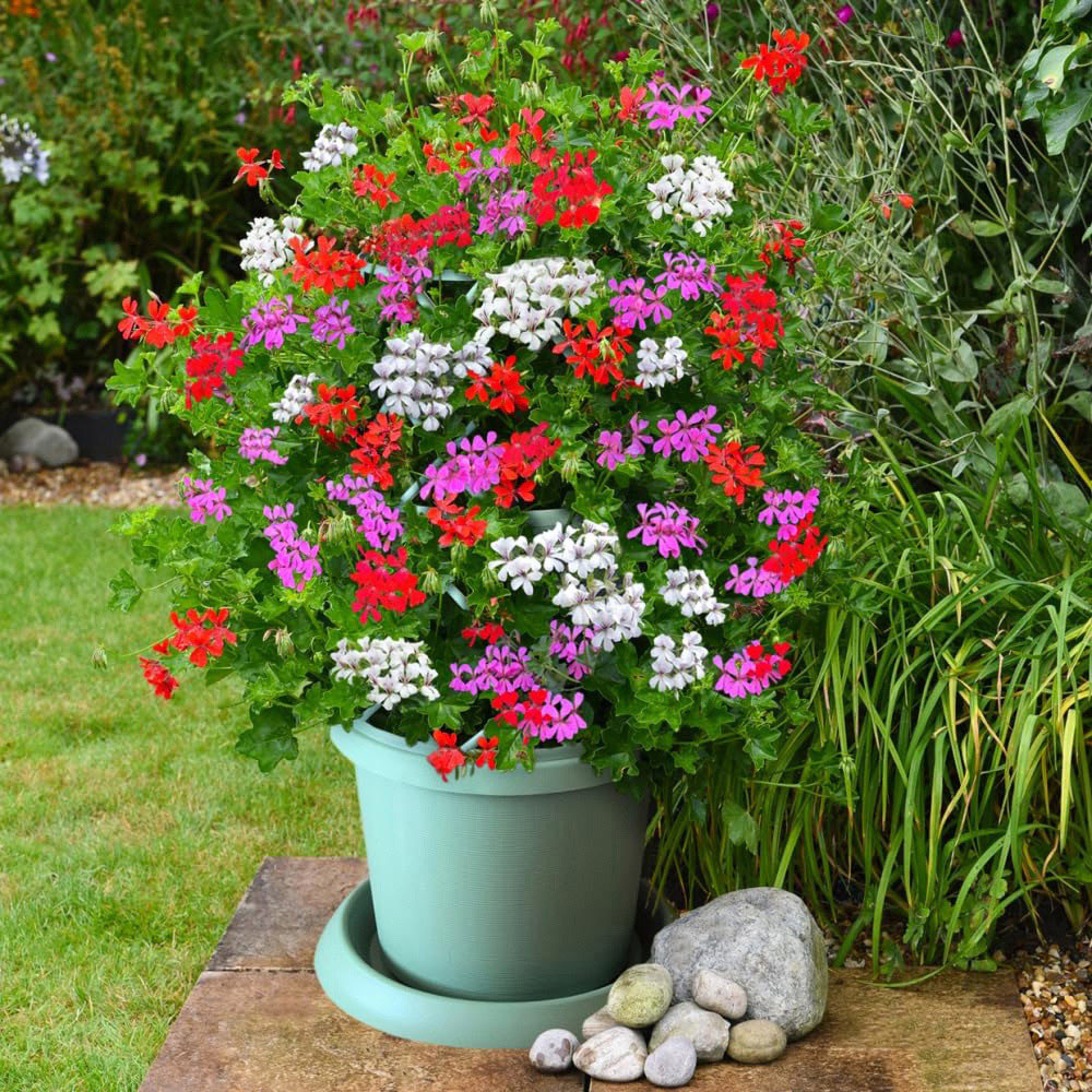 Thompson and Morgan Geranium Peltatum Trio Plant Pot 10.5cm 6 Pack Image 2