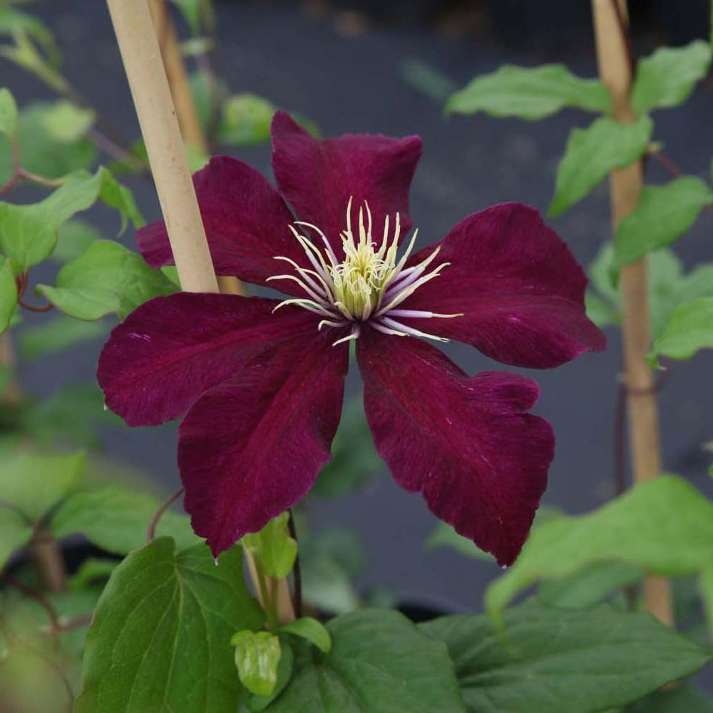 Thompson and Morgan Clematis Niobe Plant Pot 7cm 3 Pack Image 3