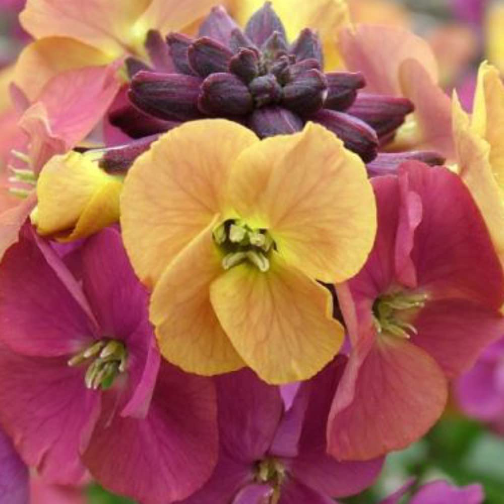 Thompson & Morgan Erysimum Wallflower Artist Paintbox Jumbo Plant Plug 3 Pack Image 6