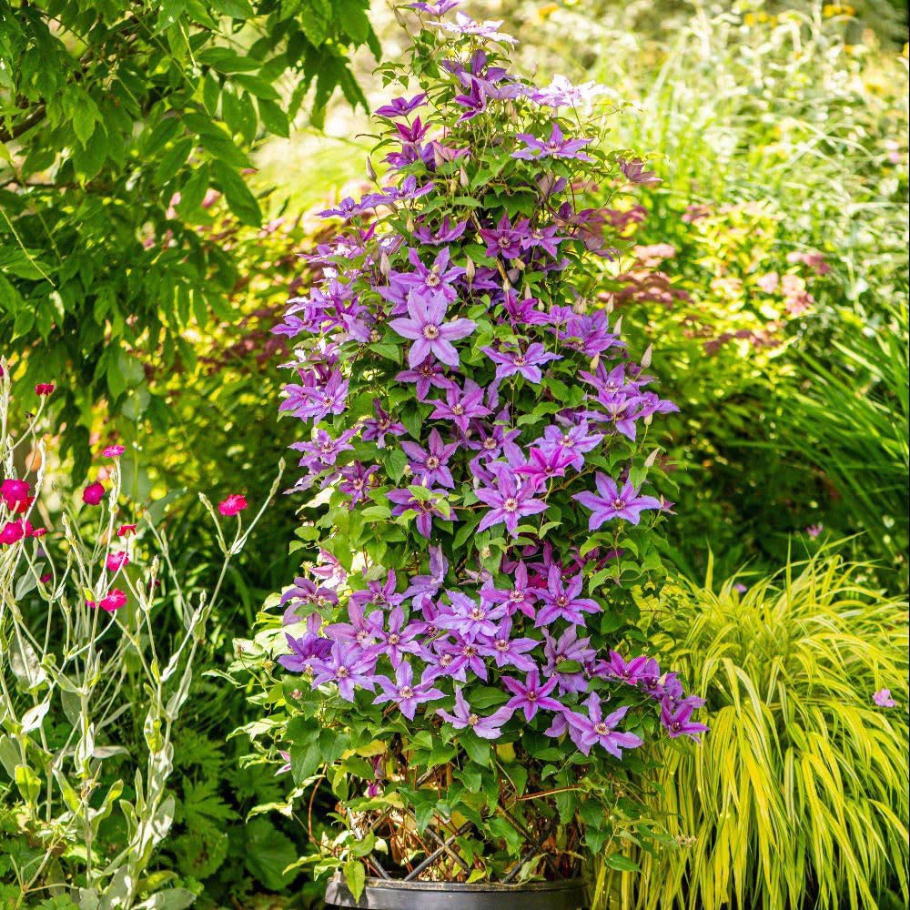 Thompson and Morgan Clematis Tumaini Plant Pot 7cm 3 Pack Image 2
