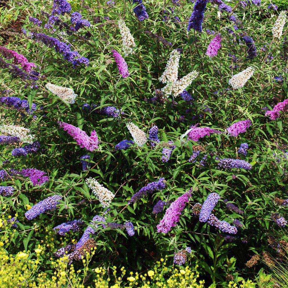 Thompson and Morgan Buddleja Tricolour Plant Pot 2L 2 Pack Image 1