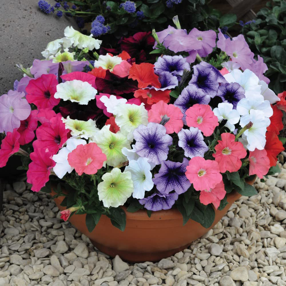 Thompson and Morgan Petunia Frenzy Mixed Garden Ready Plant 30 Pack Image 4