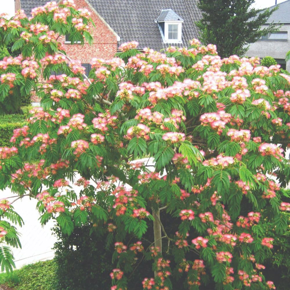 Thompson and Morgan Albizia Julibrissin Tropical Dream Plant Pot 3L 2 Pack Image 3