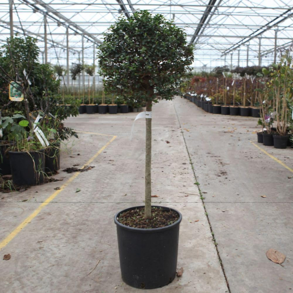 Thompson & Morgan Ligustrum Delavayanum Plant Pot 9L Image 1