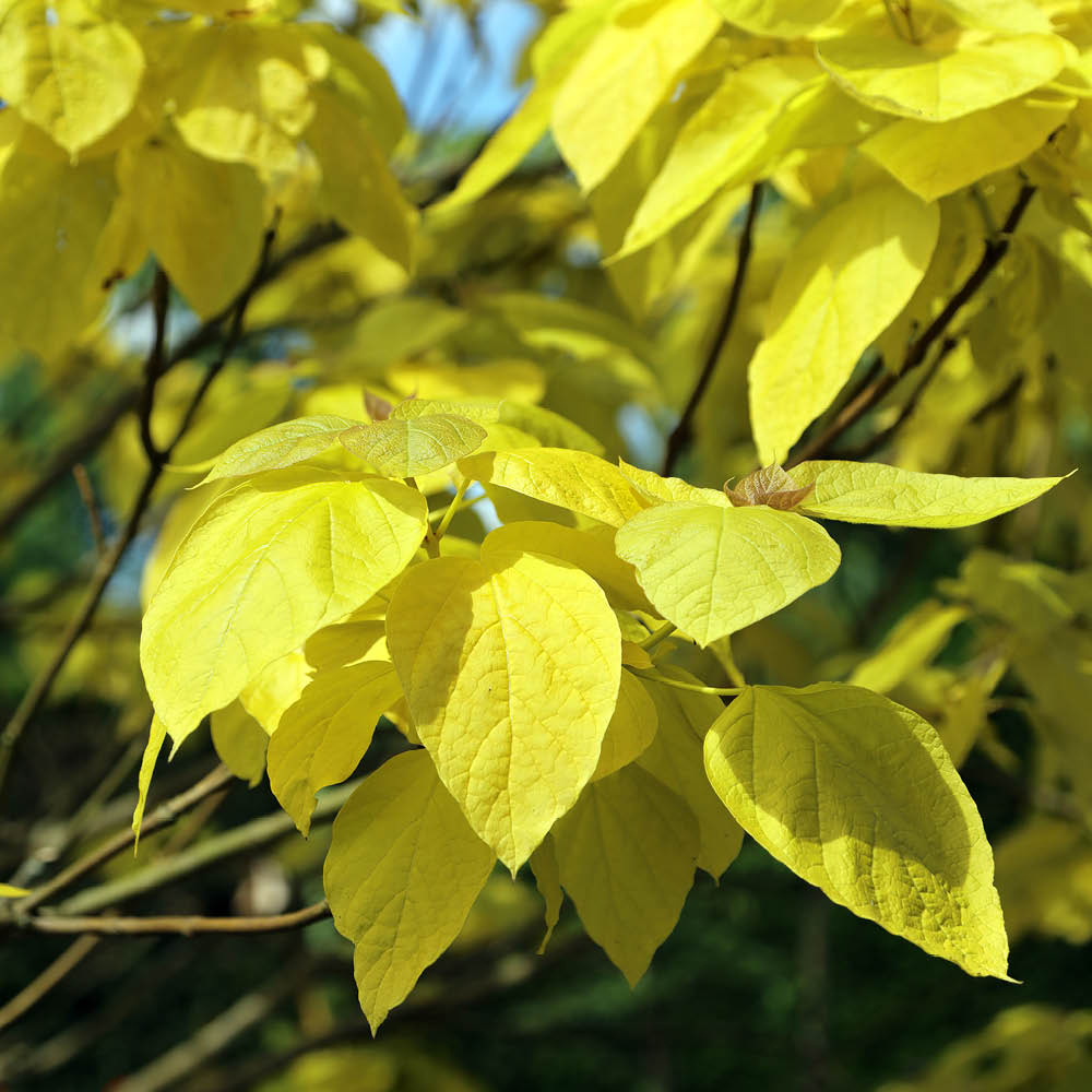 YouGarden Golden Indian Bean Tree Catalpa Bignonioides Aurea Plant Pot 5L Image 2